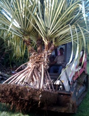 Landscaping Lauhala Landscaping Lauhala